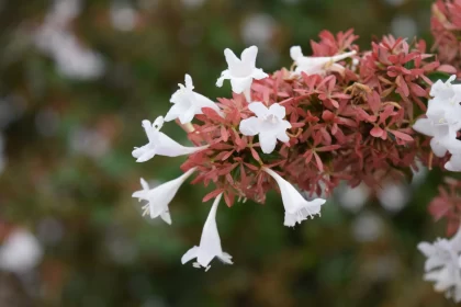 Pink, White and Red Flowers on a Bush - Floral Beauty Captured