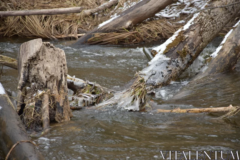 Winter Serenity: A Tale Told by a Frozen Stream and a Fallen Log Free Stock Photo