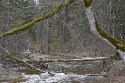 Nature Scene: Wet Branches in Stream - A Sublime Wilderness