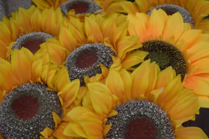 Sunflowers in Soft Light - A Series of Flower Photography