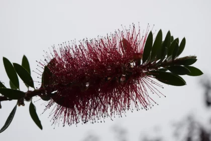 Maroon Flower Against Grey Sky: A Detailed Flora Depiction