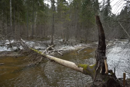 Winter Solitude: Tree Limb on River Bank Amidst Forest Free Stock Photo