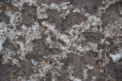 Winter's Beauty: Ice Crystals and Brown Leaves on Ground Free Stock Photo