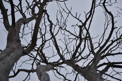 Atmospheric Capture of Leafless Branches in Nature