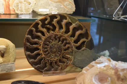 Captivating Display of Ammonite Fossils Free Stock Photo