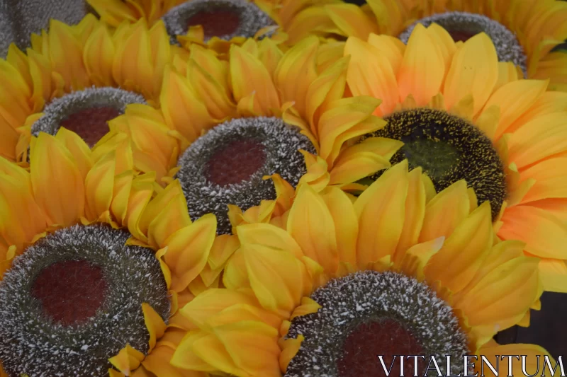 Sunflowers in Soft Light - A Series of Flower Photography Free Stock Photo