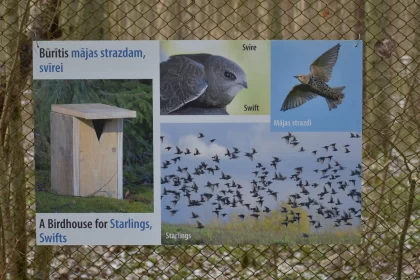 Norwegian Nature - An Intricate Display of Bird Species