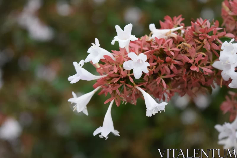 Pink, White and Red Flowers on a Bush - Floral Beauty Captured Free Stock Photo