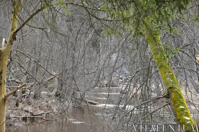 PHOTO Somber River Scene Surrounded by Lifeless Trees