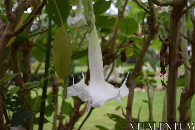 Enigmatic White Flower: A Tropical Tapestry Free Stock Photo