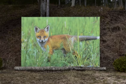 Captivating Fox Amidst Lush Grassland: A Panoramic Artwork