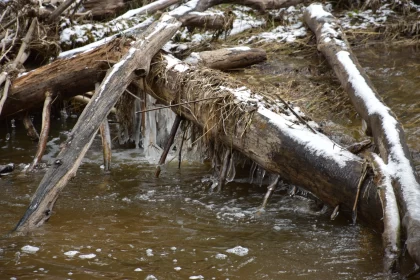 Winter's Tranquility: Snow-Covered Logs and Ice in Creek Free Stock Photo