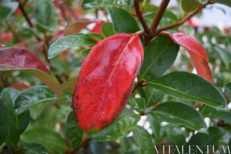 Pink Plant with Dew-Covered Red Leaves: A Study in Bright Glazes Free Stock Photo
