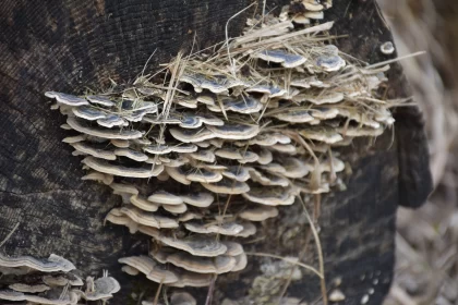 Rustic Mushrooms on Wood Stump - Northern China