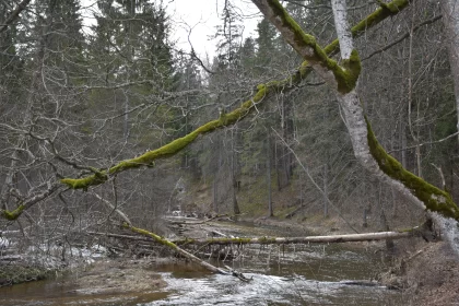 Rustic Wilderness: A Tree across a River