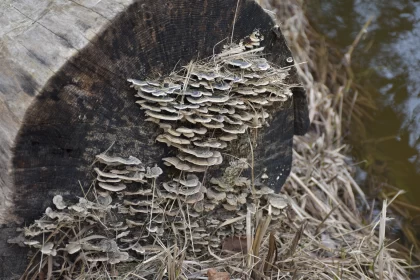 Nature's Artistry: The Mushroom on a Stump