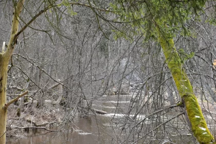 Somber River Scene Surrounded by Lifeless Trees