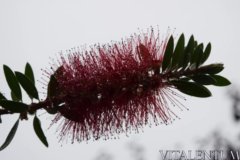 Maroon Flower Against Grey Sky: A Detailed Flora Depiction Free Stock Photo
