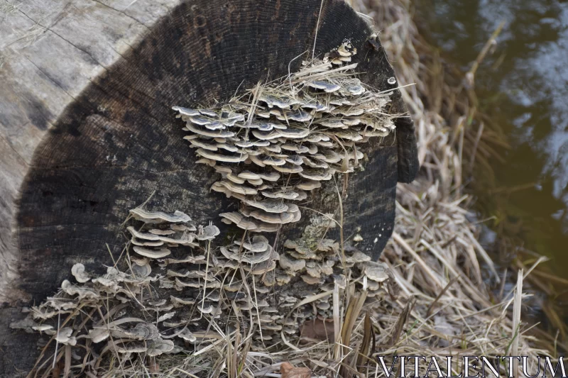 Nature's Artistry: The Mushroom on a Stump Free Stock Photo