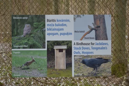 Four Signs with Birds - Wildlife Photography in Secluded Settings