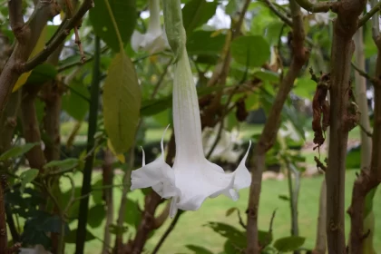 Enigmatic White Flower: A Tropical Tapestry