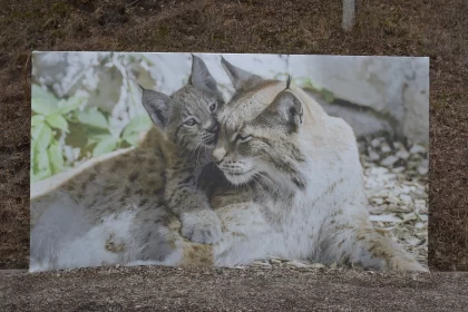 Arctic Cat and Cub: A Close-Up Wildlife Portrait
