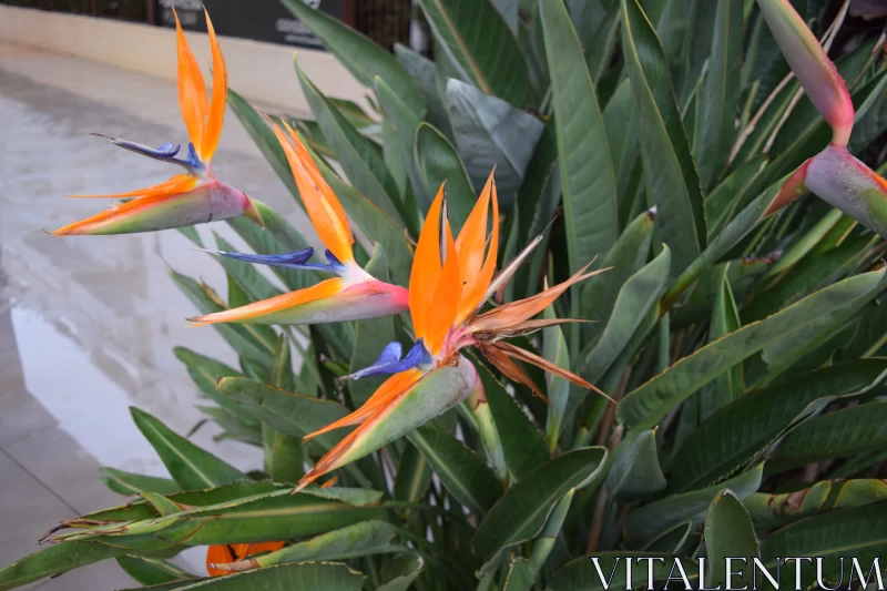 Bird of Paradise - A Dance of Violet and Orange Hues Free Stock Photo