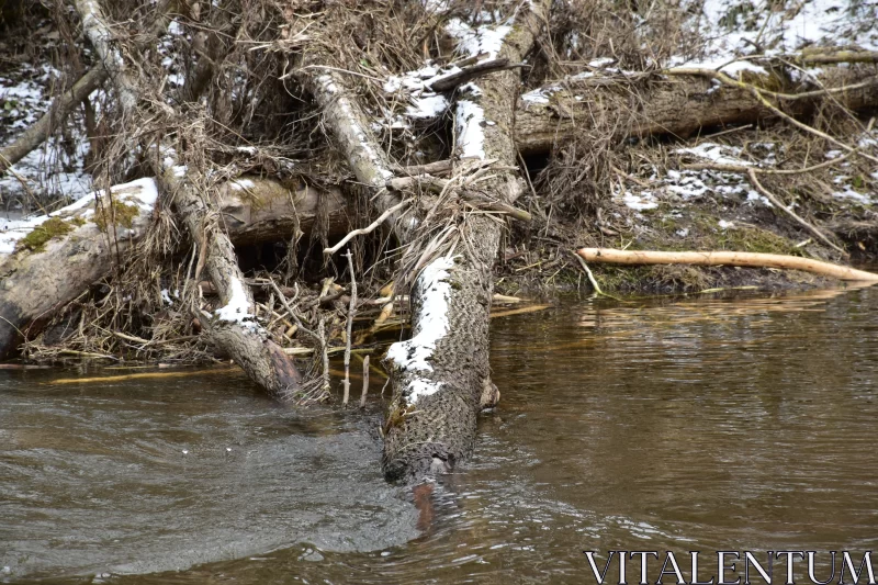 Nature Scene: Bobcat, River, Dog and Snow Free Stock Photo