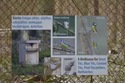 Educational Bird Posters Displayed in Nature