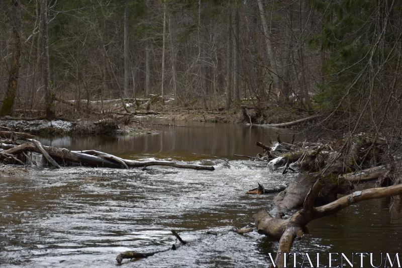 Muddy River Through Brown Woods - A Poignant Environmental Scene Free Stock Photo