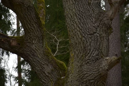 Nature's Contrasting Balance: A Tree, A Bear, and A Pig