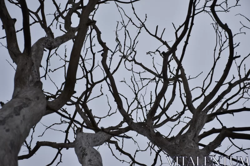 Atmospheric Capture of Leafless Branches in Nature Free Stock Photo