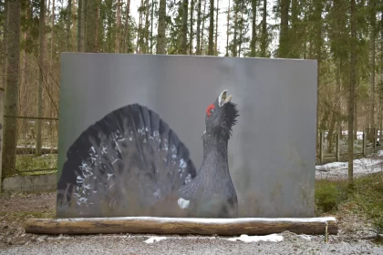 Winter Wildlife Muralism - A Grandeur of Scale Free Stock Photo