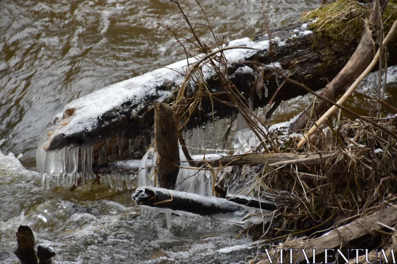 Winter Landscape: Snow-Covered Log in the River Free Stock Photo