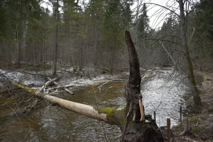 Fallen Tree on Stream - Nature's Raw Vulnerability Free Stock Photo