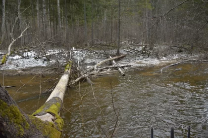 Winter Wilderness: A Moose, a River, and a Fallen Log