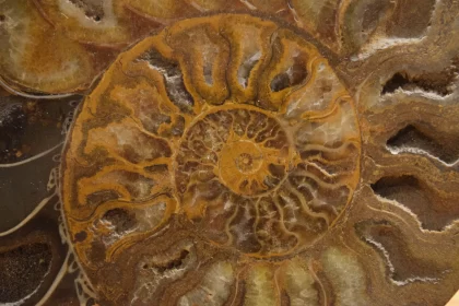 Exquisite Ammonite Shell - An Artistic Geological Marvel Free Stock Photo
