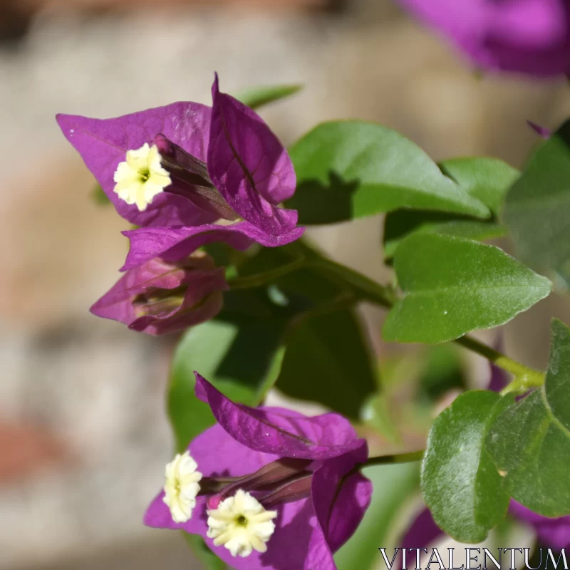 Purple Bougainvillea Flowers: A Study in Colour and Detail Free Stock Photo