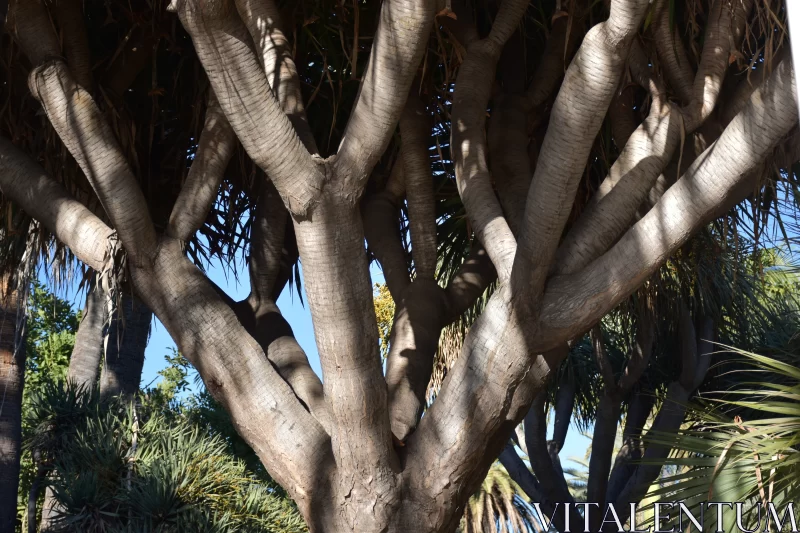 Enigmatic Tree in Mediterranean Landscape Free Stock Photo