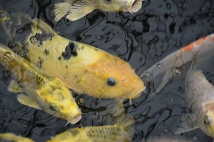 Gold and Yellow Fish Swimming in Pond - Intense Close-ups