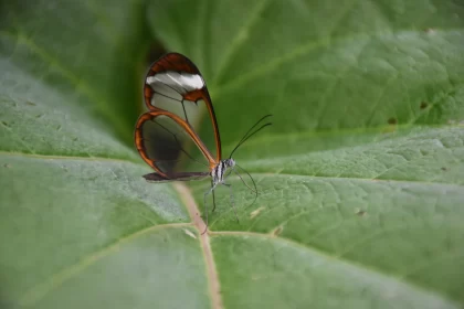 Glass-Like Butterfly Resting on Leaf - Art of Nature Free Stock Photo