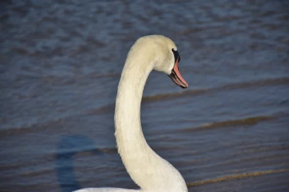 White Swan in Sandy Water - A Majestic View