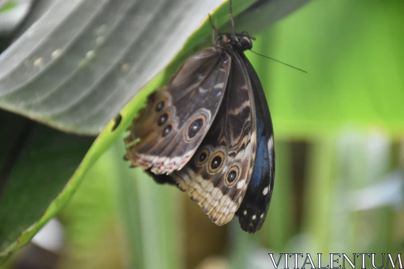 Blue and Black Butterfly Resting on a Leaf Free Stock Photo