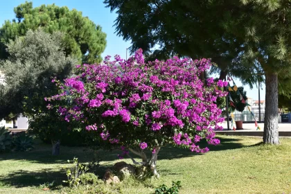 Purple Tree with Flowers in a Park Field