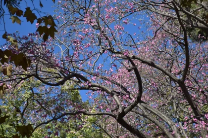 Pink Blossoms and Blue Sky: Impressionist Gardens and Art of Burma