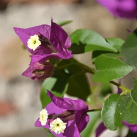 Purple Bougainvillea Flowers: A Study in Colour and Detail