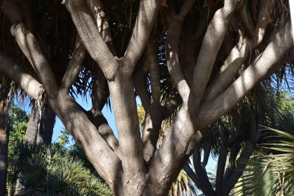 Enigmatic Tree in Mediterranean Landscape