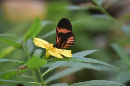Enchanting Butterfly on Yellow Flower - Nature Photography Free Stock Photo