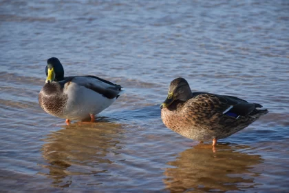 Charming Ducks in Water - A Gray and Gold Portrait