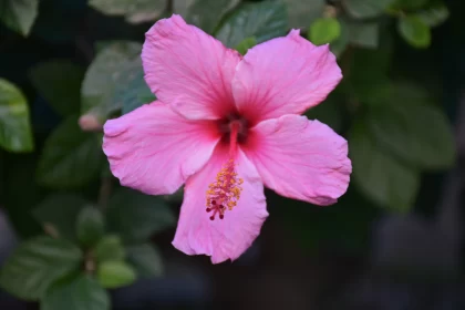 Pink Hibiscus in Enigmatic Tropics - A Study in Romanticism and Purism